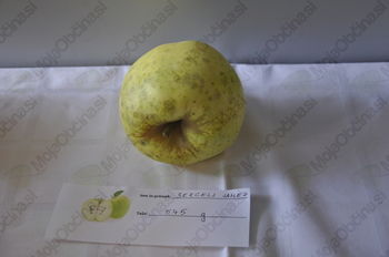 Praznik topliškega jabolka