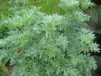 Tinktura iz pelina    ( Artemisia absinthium)