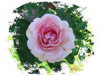 Predavanje Matjaža Mastnaka: O DREVESIH IN VRTNICAH