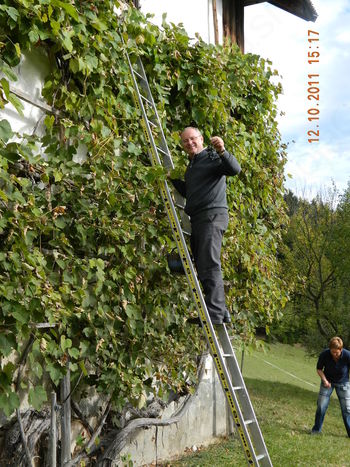Trgatev - na koroškem sicer prava redkost,  v Mežici pa že tradicija