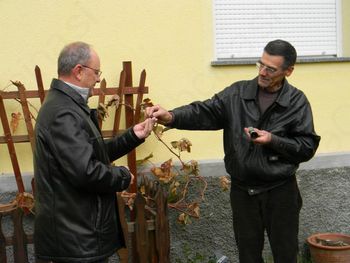 Slavnostna trgatev 