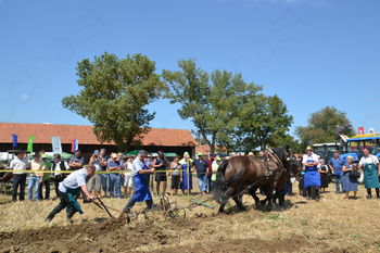 53. TEKMOVANJE ORAČEV PODRAVJA V STARŠAH