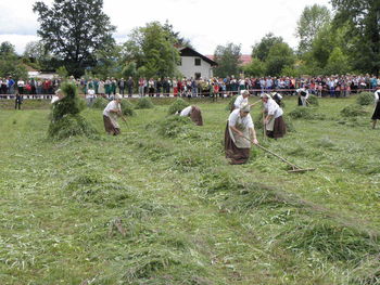 Grabljice pri delu
