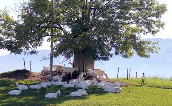Kozjereja kot pametna dejavnost