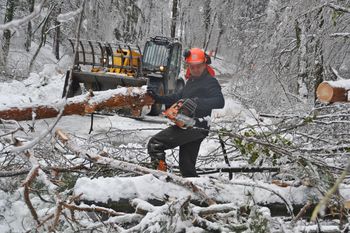 S posebno mehanizacijo nad podrta drevesa v Ligojni