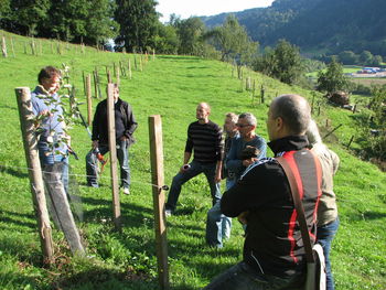 Sanacijska in redna rez sadnega drevja