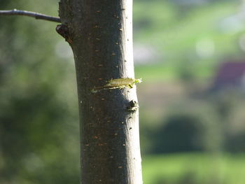 Sanacijska in redna rez sadnega drevja