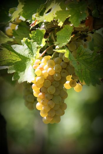 JAVNI POZIV ZA  IZBOR "JURJEVEGA VINA"