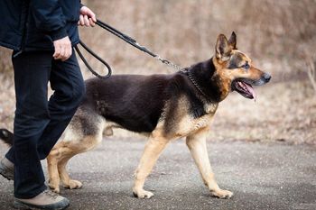 Poostren nadzor nad vodenjem psov na javnih površinah Poostren nadzor nad vodenjem psov na javnih površinah