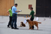 Državno prvenstvo psov v rally obediencu