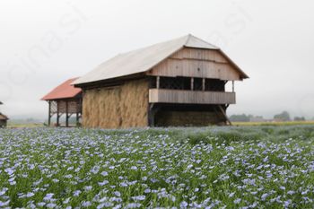 V Deželi kozolcev bodo prvič pulili lan