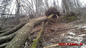 Žled poškodoval 40 odstotkov gozdov, škode je za 194 milijonov evrov 