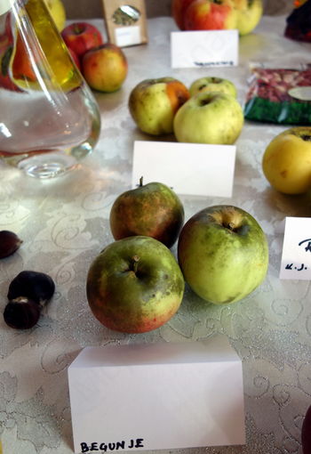 Jeseni bo velika sadjarska razstava