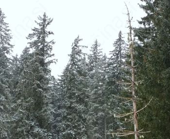 MOJA PRABABICA