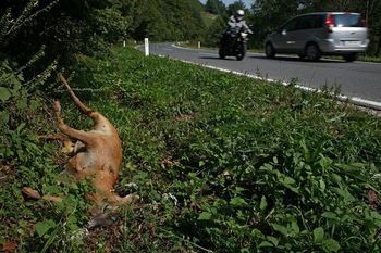 Kako ravnati ob trku z divjadjo