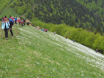 Planinci PD Slovenj Gradec smo občudovali narcise na Golici Planinci PD Slovenj Gradec smo občudovali narcise na Golici