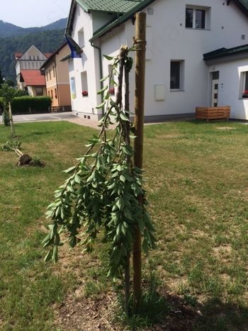 VANDALIZEM