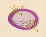 CELIČNE OVOJNICE in pomen mešanice rastlinskih olj TRE-EN-EN