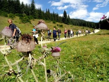 Potepanje po pokljuških planinah
