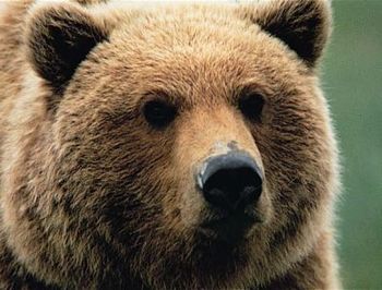 Streljali na medveda v Zoo parku Rožman na Vrzdencu