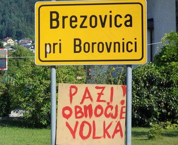 Zveri raztrgale še tri teličke