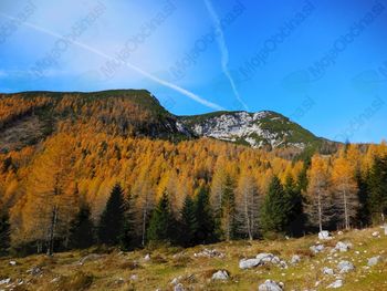 Žareči macesni (Križevnik) Žareči macesni (Križevnik)