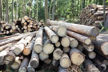 Za skoraj milijon evrov škode v borovniških gozdovih Za skoraj milijon evrov škode v borovniških gozdovih