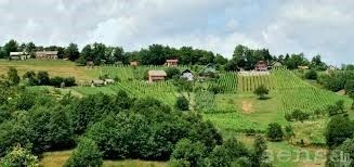 Društvo upokojencev Kostanjevica na Krasu - VESELO MARTINOVANJE