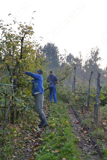 Odslej nam bodo nudili tudi ekološko pridelana jabolka