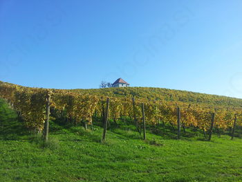 Martinovanje 2015