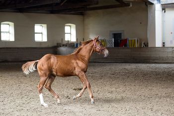 Ranch pod Rogom dosegel viden uspeh v tujini