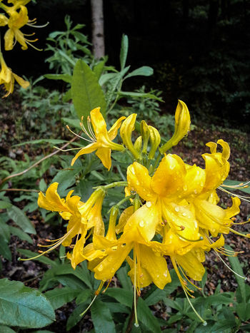 POHOD AZALEJA - VRHEK, TRŽIŠČE