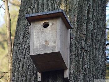 Gnezdilnice za ptice - izdelava in nameščanje