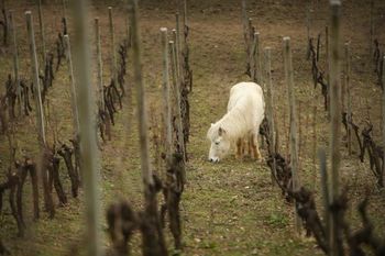 PREDAVANJE O NARAVNEM VINOGRADNIŠTVU