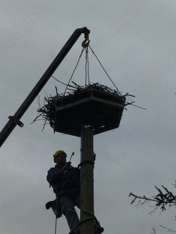 V Mateni selili štorkljo 
