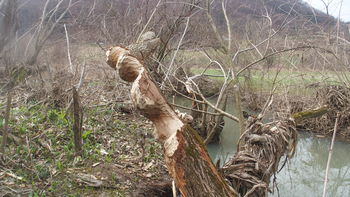 Izlet v Kozjanski park z Odsekom za varstvo gorske narave PD Vrhnika