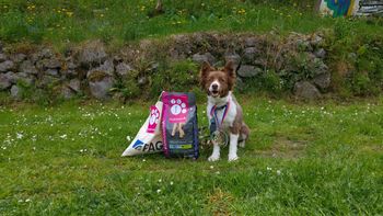 Tekma Agility-a za Državno prvenstvo 2016 in kvalifikacije za EO