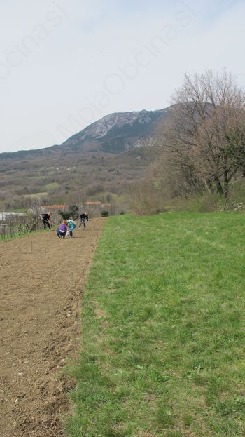 Od semena, sadike do pridelave zelišč na prostem in novih delovnih mest