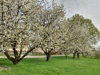 Tako cveti naša pomlad