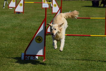 Tekma Agility - KD Ptuj