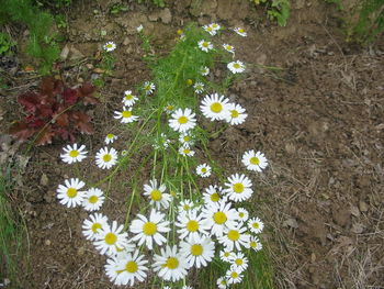 Kamilica  (Matricaria chamomilla)