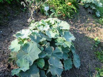 Navadna plahtica ali planinska resa  (Alchemilla vulgaris )