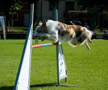 Prva mednarodna Agility tekma