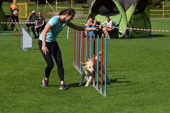 Prva mednarodna Agility tekma
