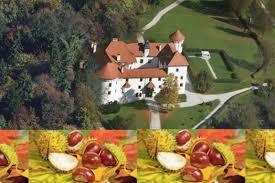 Zeliščarska delavnica kostanja