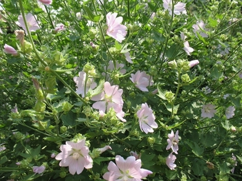 Slez (Althaea officinalis )  Tinktura iz sleza 50ml