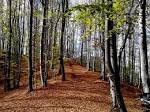 Izbira dreves za posek - odkazilo, v Gornjih Petrovcih