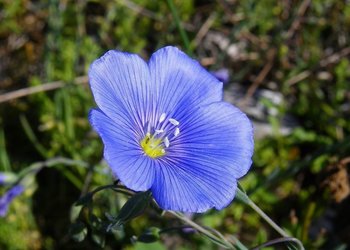 Tinktura iz lana   (Linum usitatissimmum)