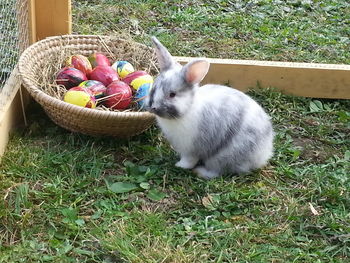 Velikonočni zajčki