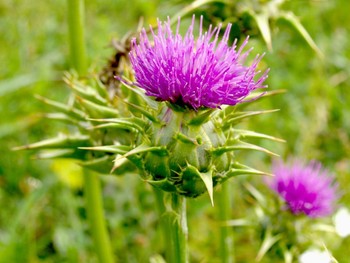 Tinktura iz pegastega badlja  (silybum marianum )